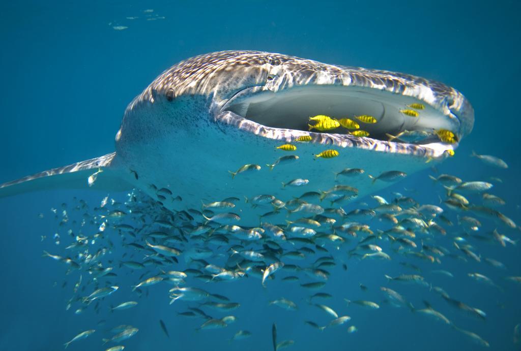 Sal Salis Ningaloo Reef Hotel Exmouth Exterior photo